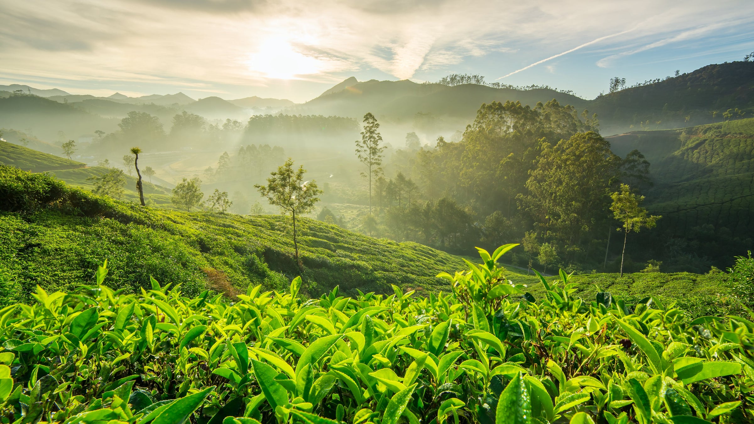 Darjeeling Flugtee 2024 Teesorten