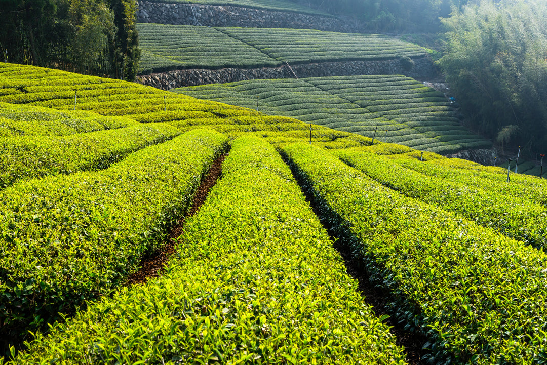 Teeplantage in der Bergspitze von Alishan in Taiwan