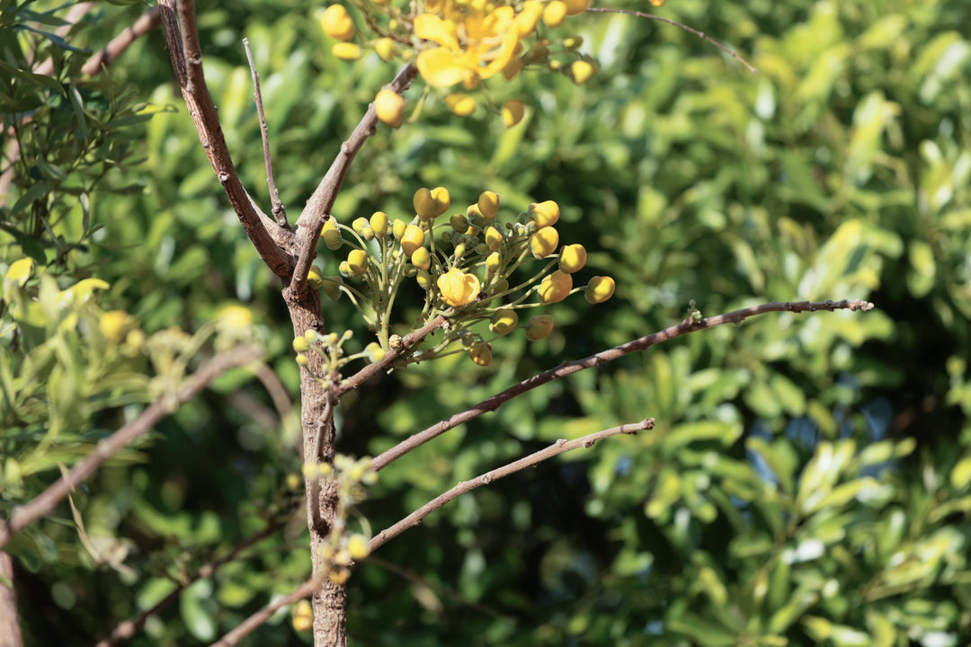 Honeybush Tee: Die sanfte Kraft aus Südafrika