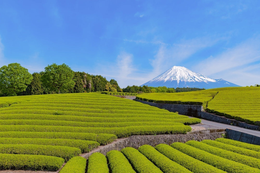 Die Magie von Shizuoka-Tee: Eine Reise in Japans Tee-Paradies - Nibelungentee