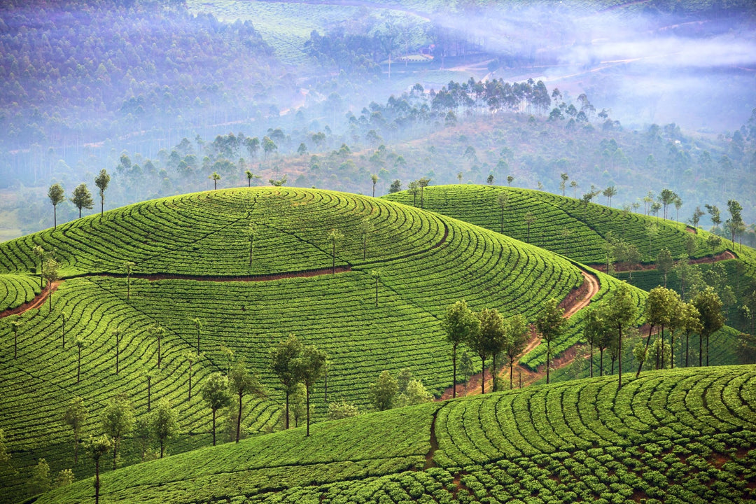 Frisch aus Darjeeling: Die ersten Flush-Tees des Jahres 2026 - Nibelungentee