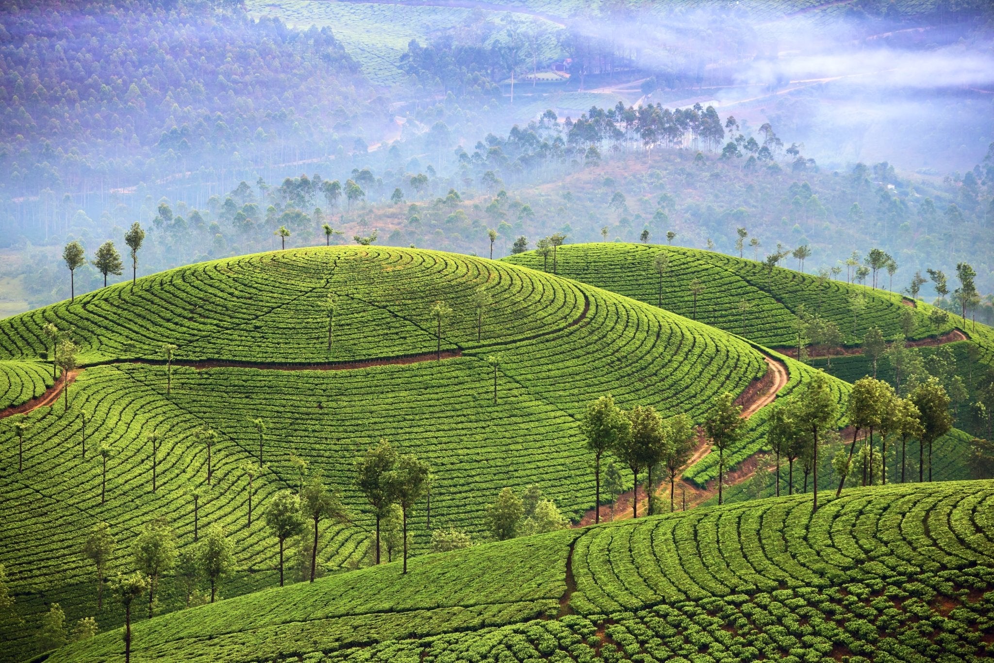Frisch aus Darjeeling: Die ersten Flush-Tees des Jahres 2026 - Nibelungentee