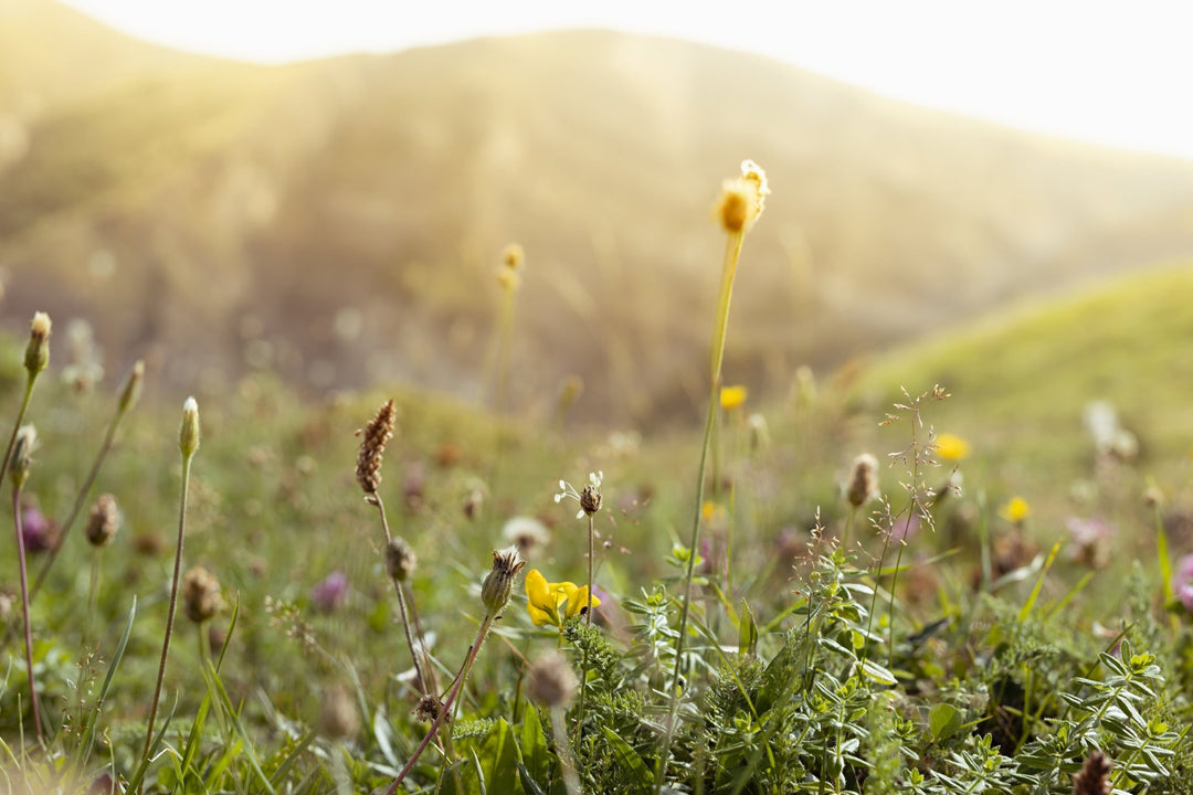 Kräutertee richtig genießen – Wirkung, Zubereitung & beliebte Sorten - Nibelungentee