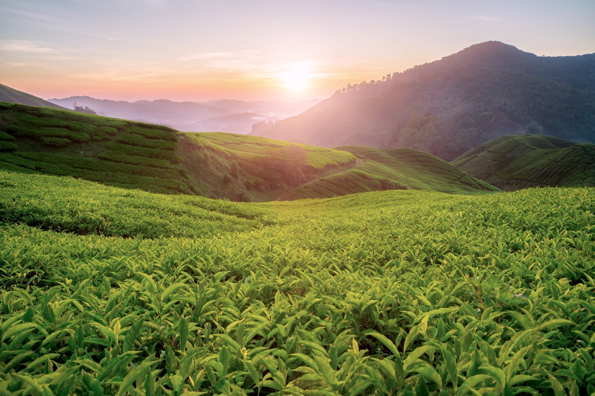 Sortenreiner Tee: Reiner Geschmack, echte Herkunft - Nibelungentee