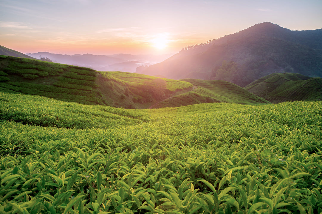 Sortenreiner Tee: Reiner Geschmack, echte Herkunft