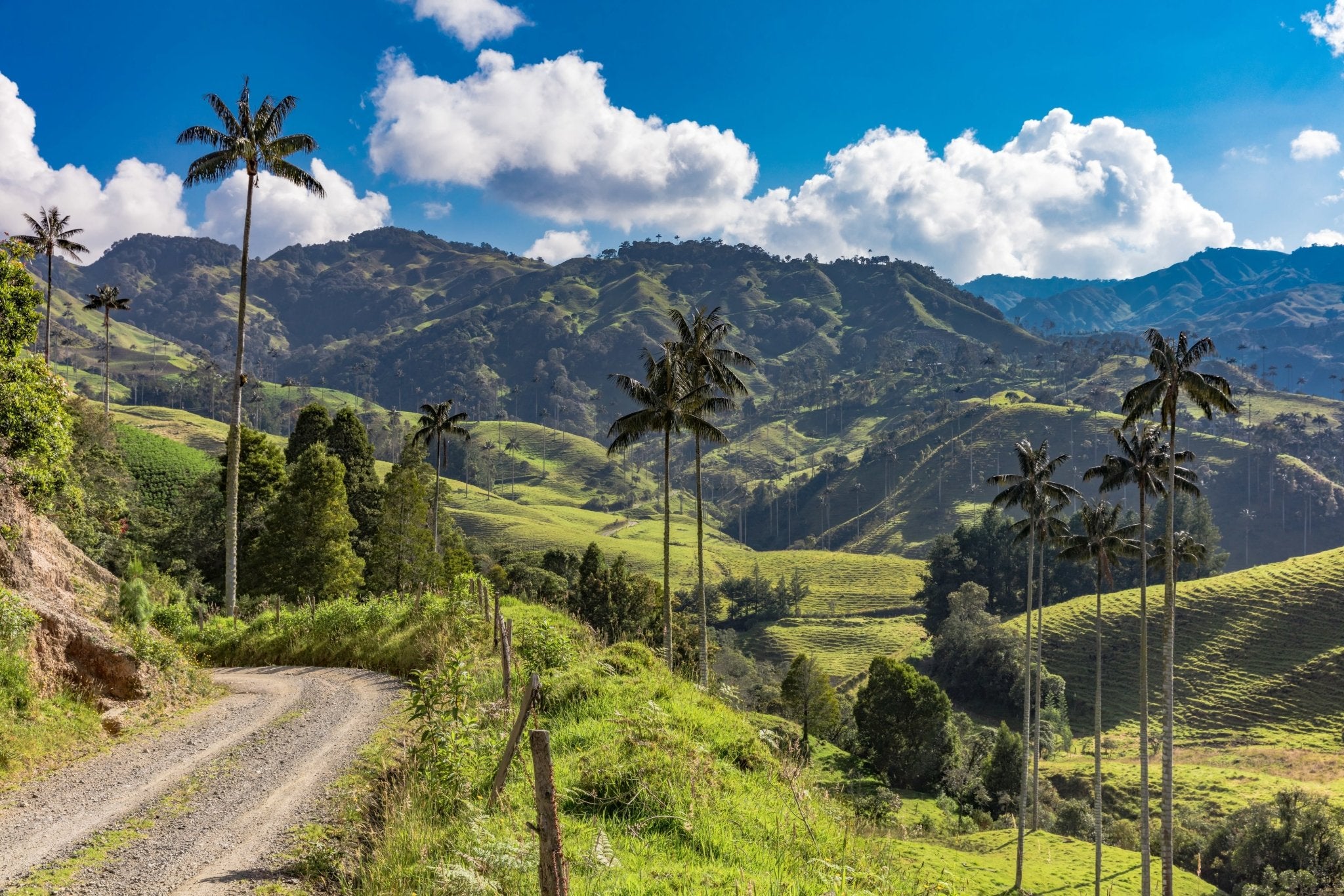 Tee aus Kolumbien: Ein aufstrebender Star aus den Anden - Nibelungentee