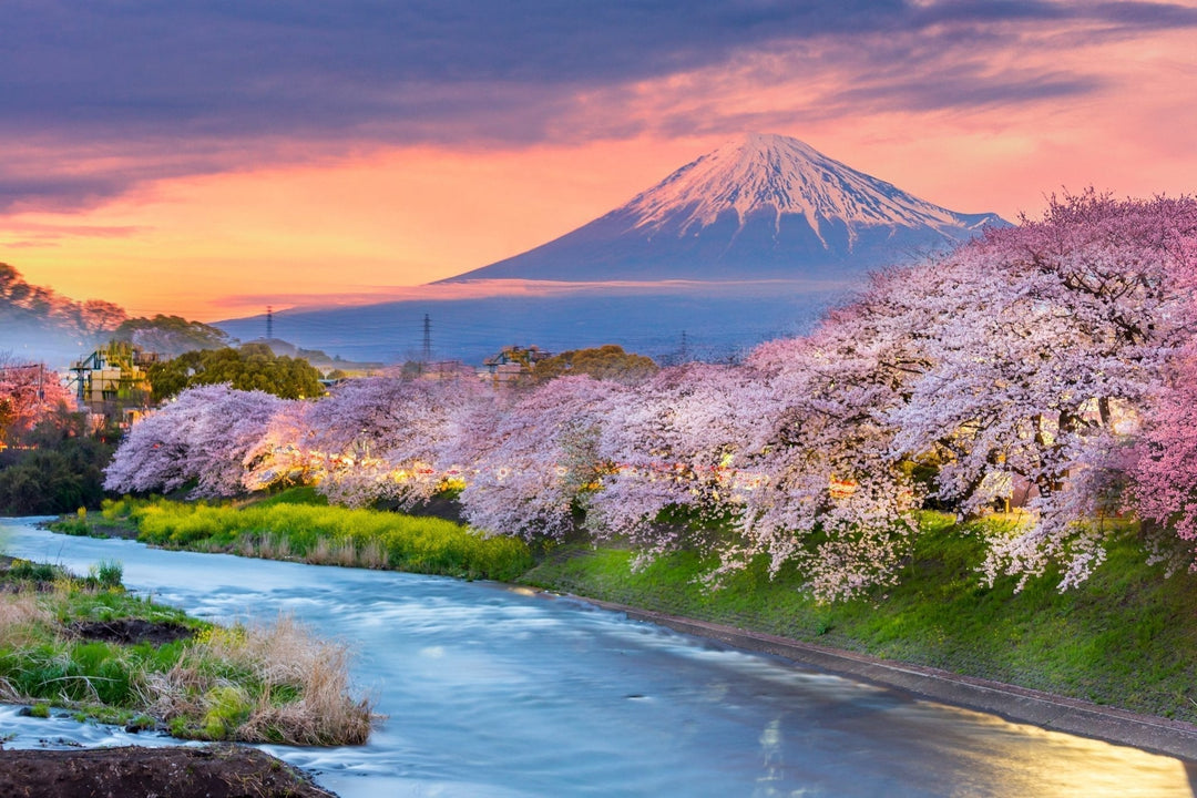 Tee und die japanische Kirschblüte (Sakura): Ein Genuss für die Sinne - Nibelungentee