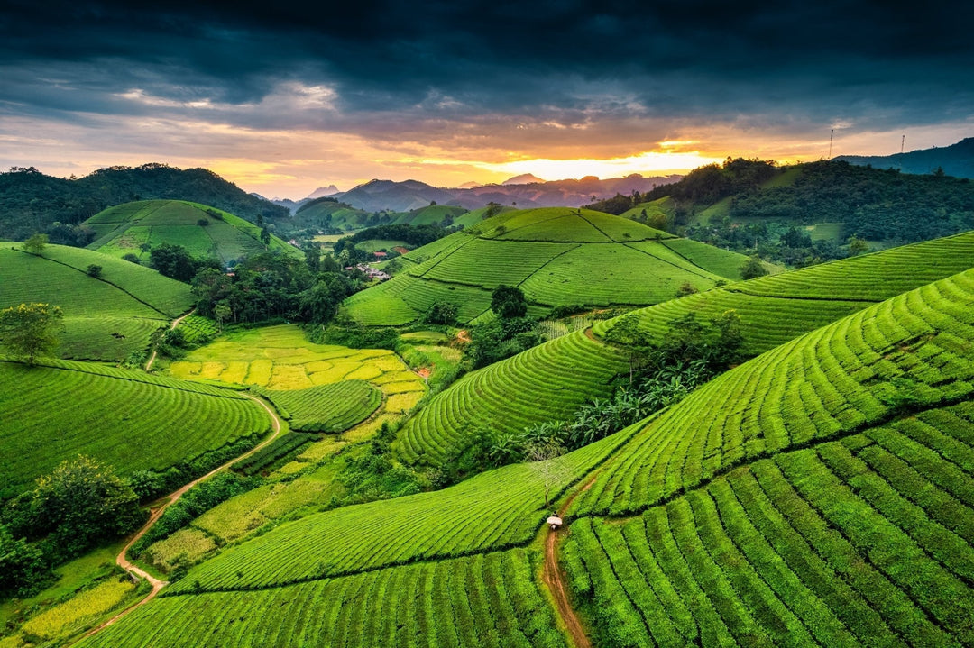 Vietnam - ein aufstrebender Stern am globalen Teehimmel - Nibelungentee