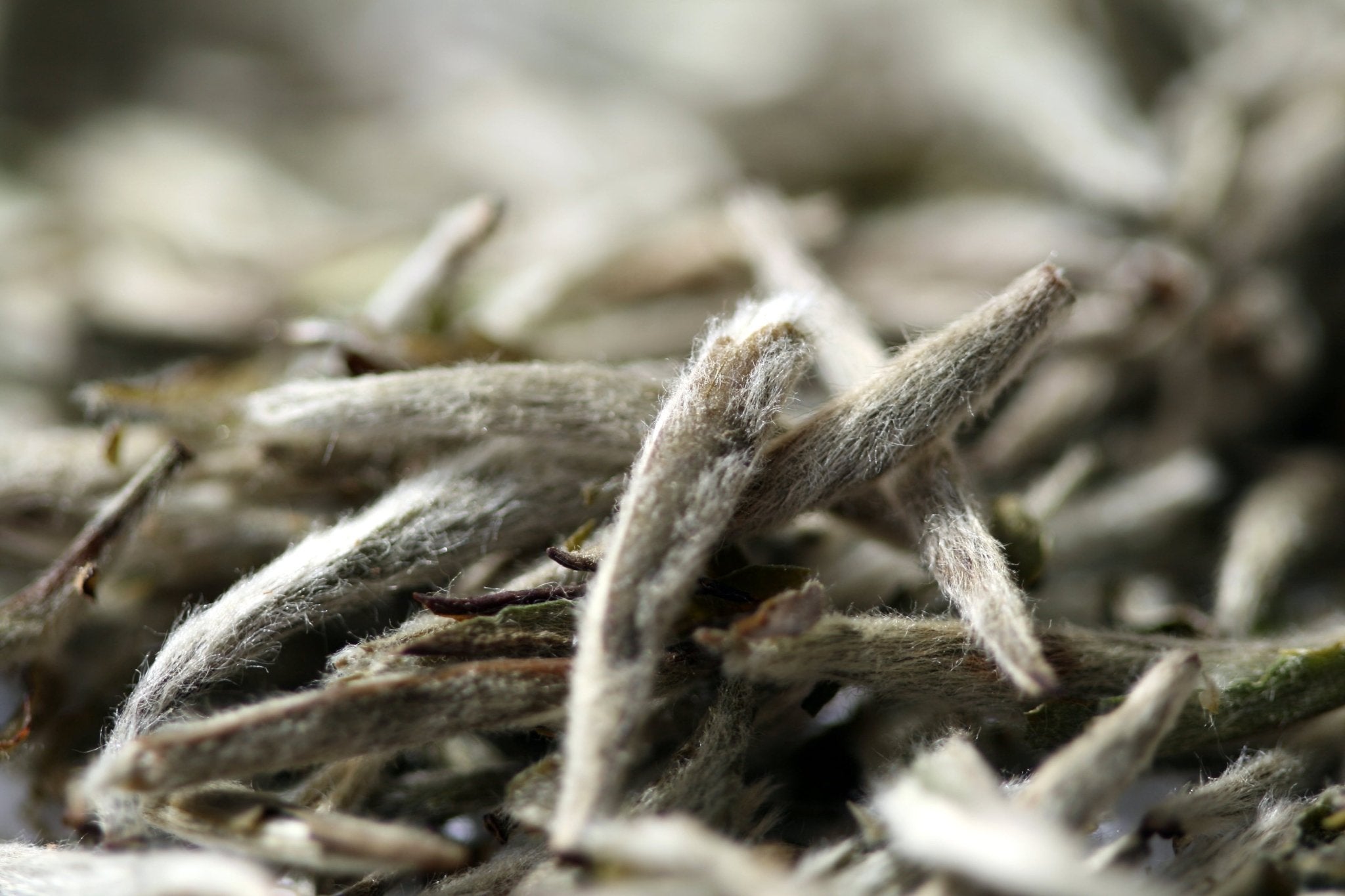 Weißer Tee - eine der edelsten Teesorten der Welt - Nibelungentee