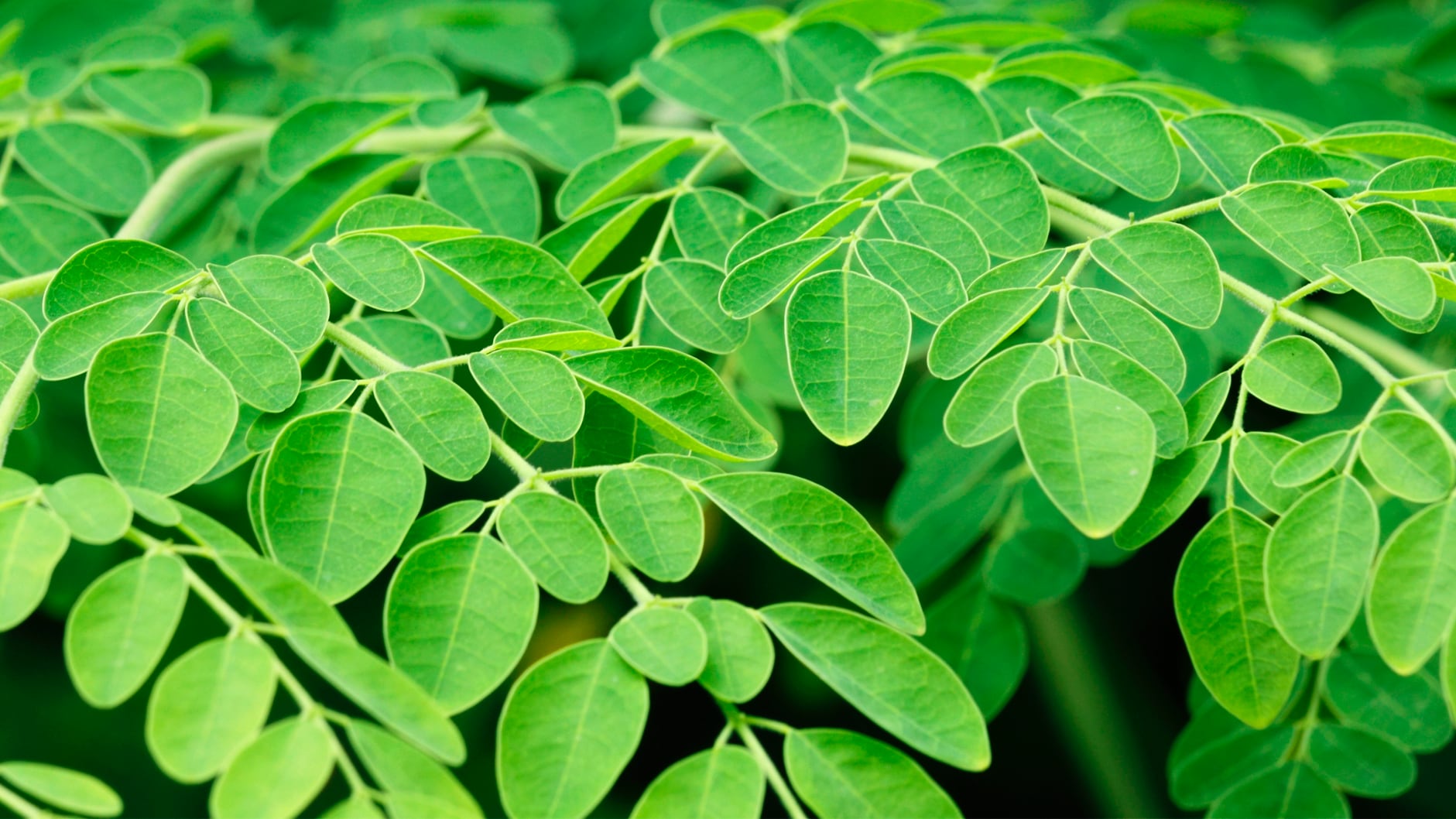Moringa-Tee - Nibelungentee