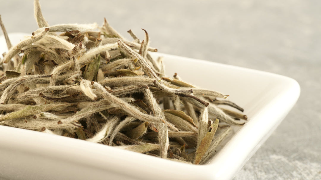 Weißer Tee (Teeblätter in einer weißen Porzellan Schale)
