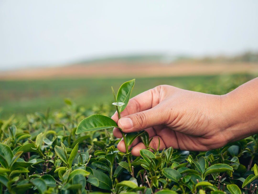 Darjeeling Tee in Bio Qualität aus kontrolliert biologischem Anbau
