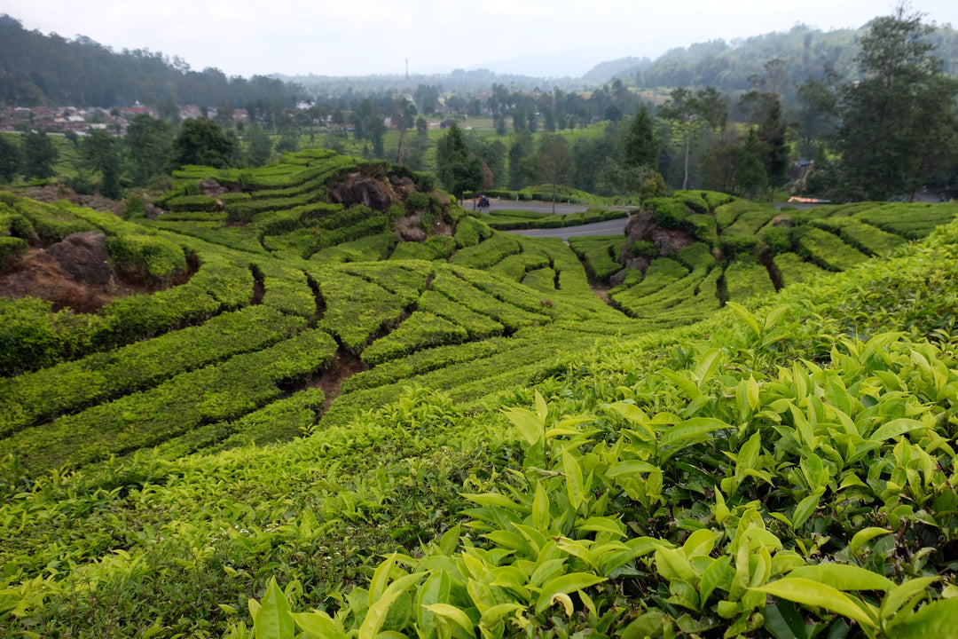 Tee aus Indonesien- Traditionelle Qualität mit Charakter