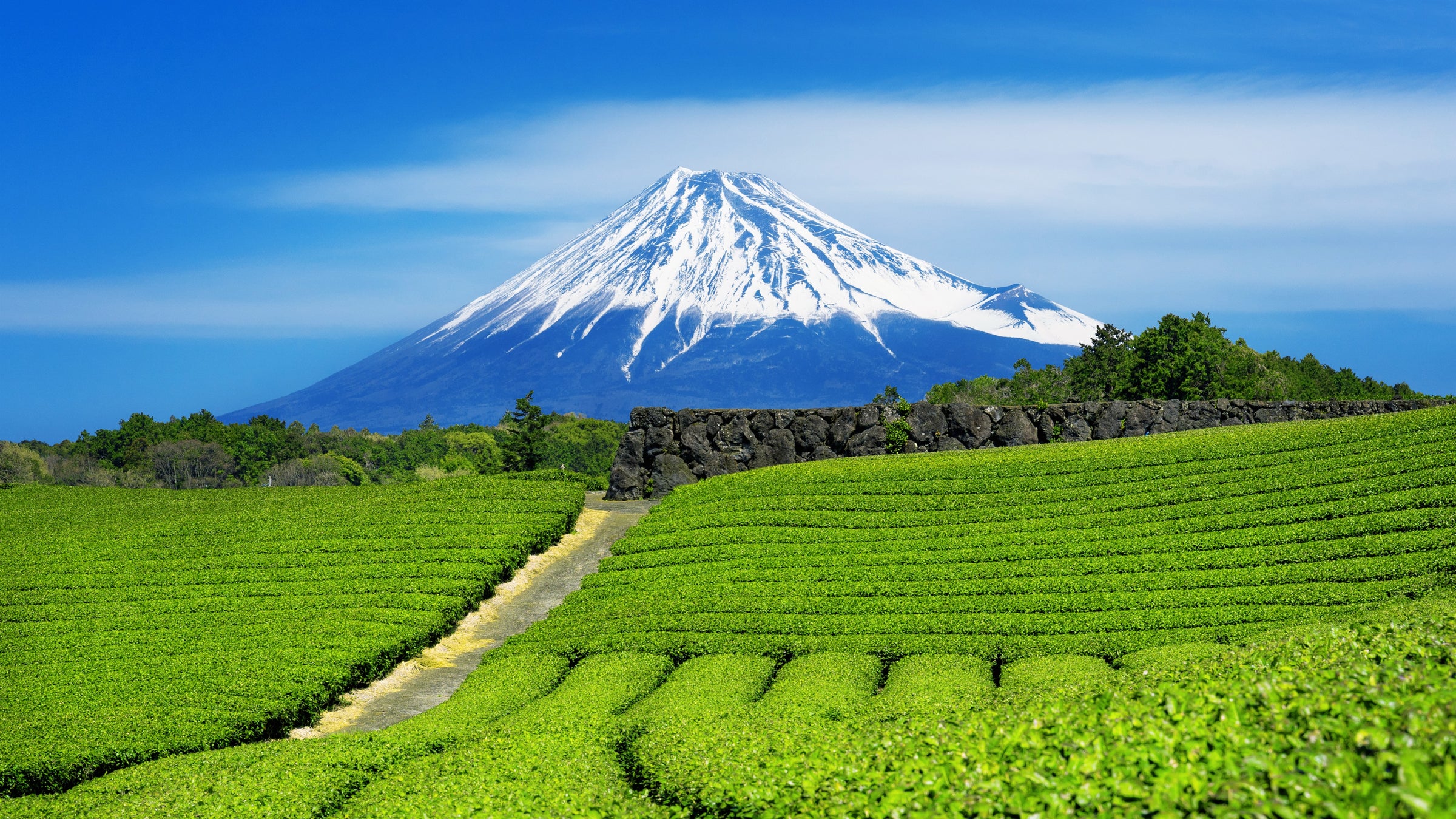 Bio Japan Shincha Makizono 2026