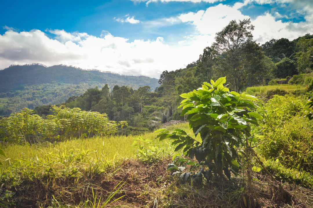 Kaffee aus Indonesien – Würzig, erdig, unverwechselbar