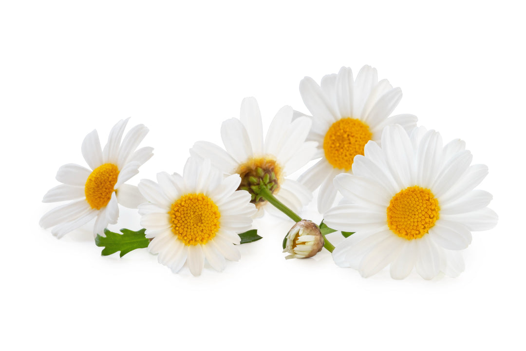Tee-Zutat: Gänseblümchen