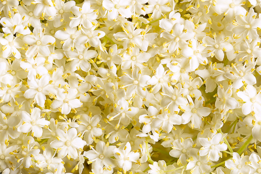 Te-Zutat: Holunderblüten