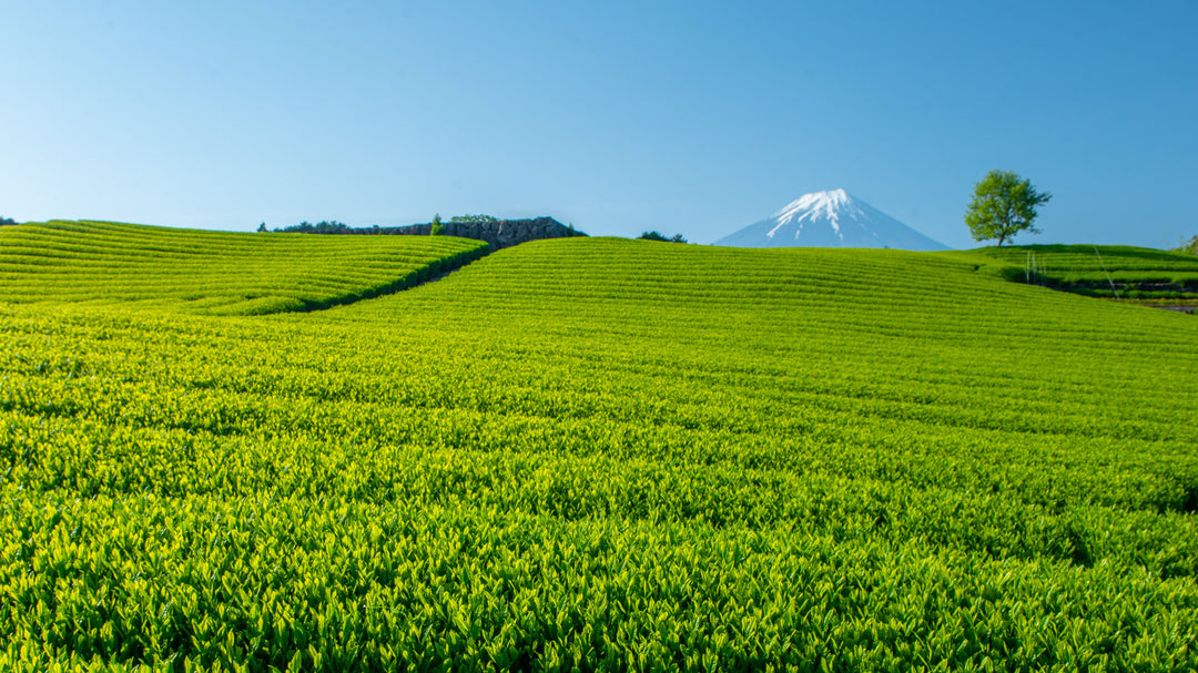 Teefarm mit Fuji-Berg im Hintergrund