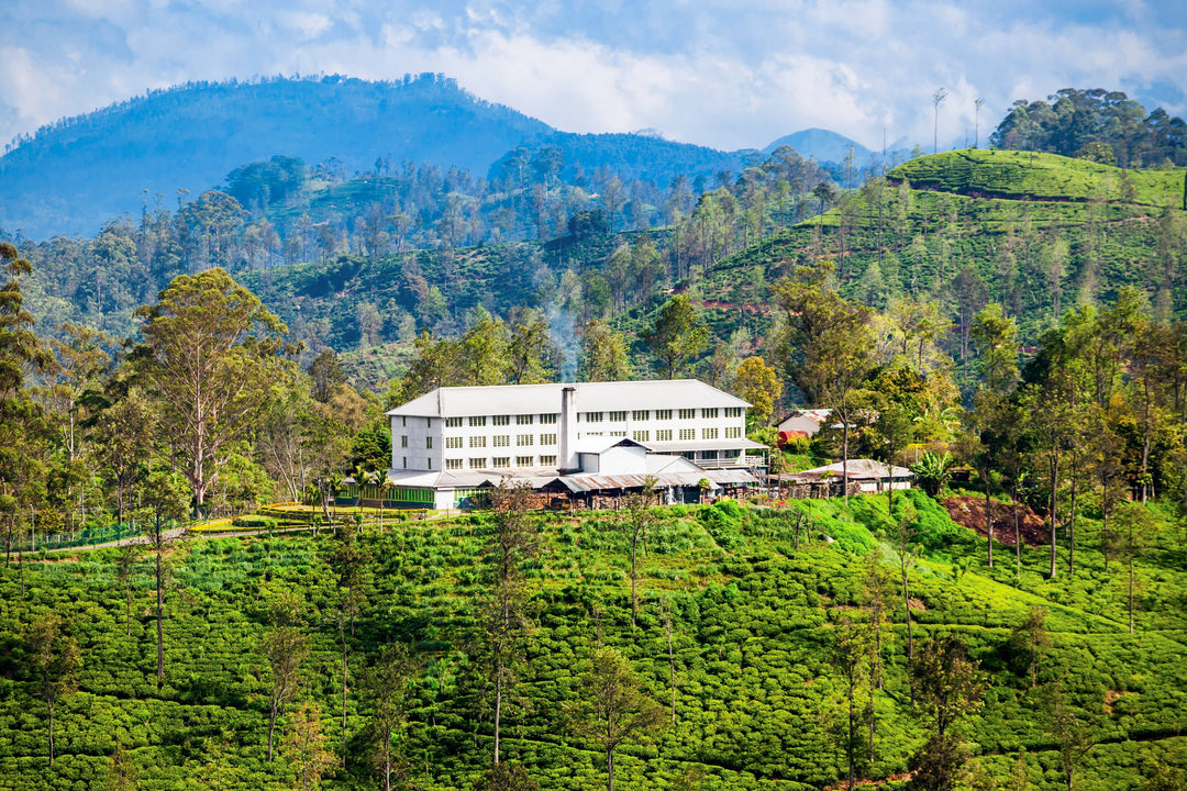 Teefabrik in Sri Lanka